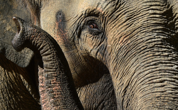 Immer wieder kommt es in Thailand zu Konflikten zwischen wilden Elefanten und Menschen. Foto: epa/Julian Smith