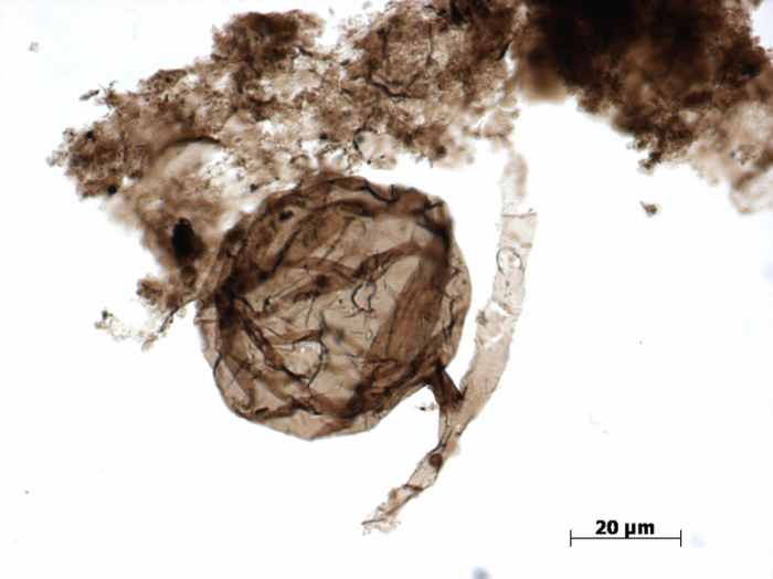 Mikroskopische Aufnahme von einem «Ourasphaira giraldae». Forscher haben Fossilien von rund eine Milliarde Jahre alten Pilzen entdeckt. Foto: Corentin C Loron/University Of Liège/dpa