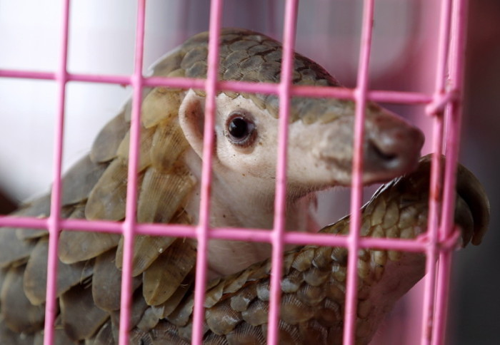 Schildkröten und Pangolins gerettet