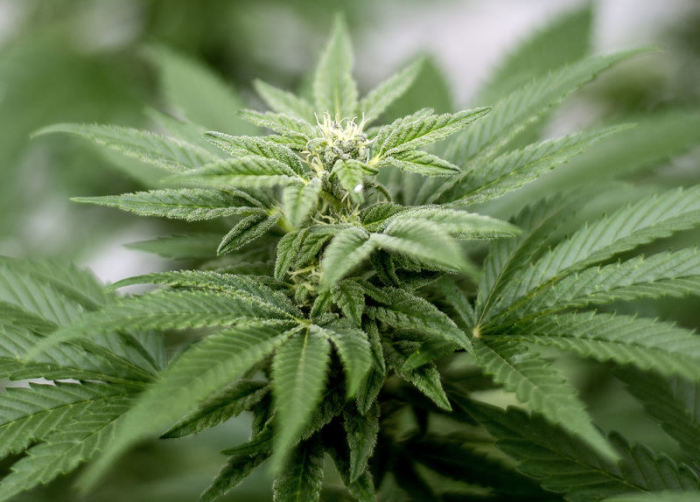 Eine Cannabis-Pflanze. Das Drogenreferat der Stadt Frankfurt stellt am Dienstag Ergebnisse einer Studie zum Drogenkonsum von Jugendlichen vor. Foto: Matt Masin/Zuma Press/dpa