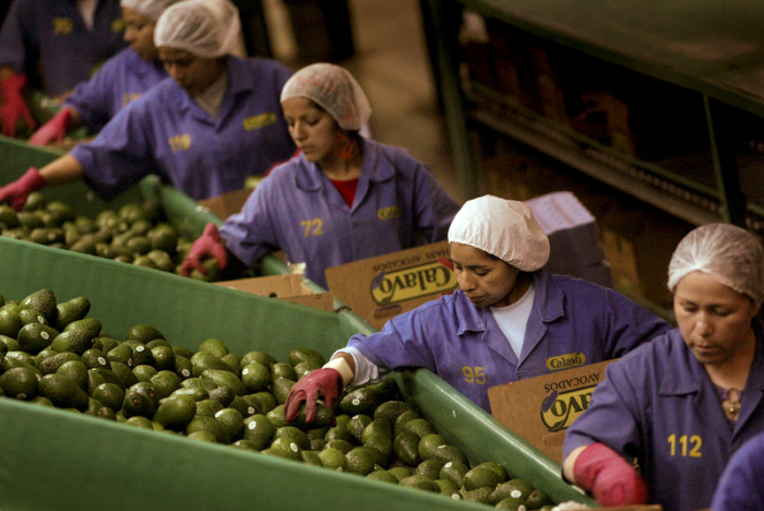 Arbeiterinnen packen Avocados zum Export in Uruapan (Michoacan, Mexiko) ein. Foto: dpa/Paul E. Rodriguez/Zuma Press