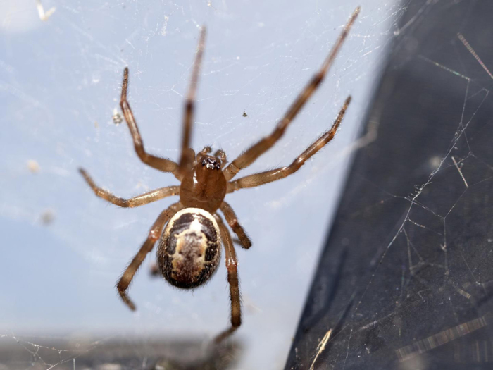 Das undatierte Bild zeigt eine Spinne «falsche Witwe» (Steatoda nobilis). Foto: Rainer Breitling/Pensoft Publishers/dpa