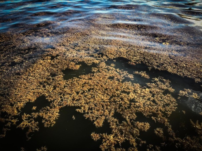 Unmengen brauner Algen schwimmen vor dem Strand in der viel besuchten Region von Yucatan. Foto: Lizzeth Phylomeno/Dpa