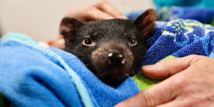 Tasmanischer Teufel Derrick. Tierärzte in Australien haben erstmals eine Katarakt-Operation bei einem Tasmanischen Teufel durchgeführt - und dem kleinen Derrick damit sein Augenlicht zurückgegeben. Foto: Aussie Ark/Dp