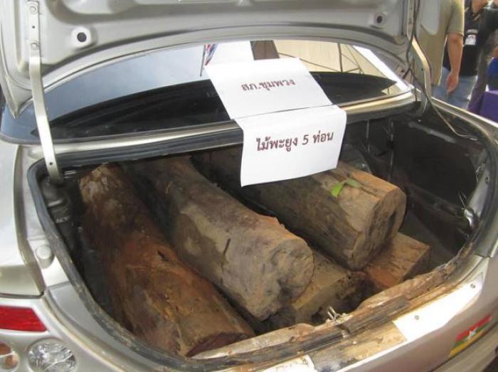 In modifizierten Fahrzeugen wird das Rosenholz nach Laos geschmuggelt.