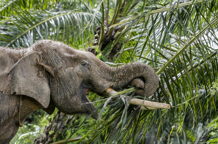 Elefanten stehen im malaysischen Bundesstaat Sabah unter Schutz. Trotzdem häufen sich die Todesfälle. Archivbild: epa/Hotli Simanjuntak