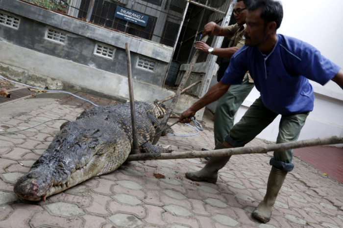 Ein Arbeiter entfernt den Kadaver eines fünf Meter langen Krokodils, das von einem riesigen Haken in Banda Aceh getötet wurde. Foto: epa/Hotli Simanjuntak