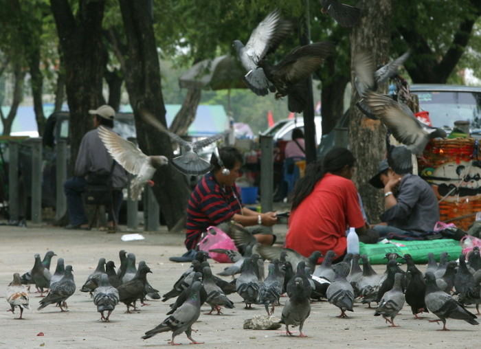 Das Taubenfütterverbot soll fortan strenger kontrolliert werden. Foto: epa/Narong Sangnak