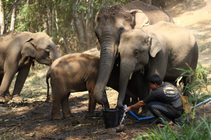 Wegen der Coronakrise sind die Mahouts und ihre Elefanten von einem Tag auf den anderen arbeitslos geworden. Foto: Chigusa Keller / gofundme