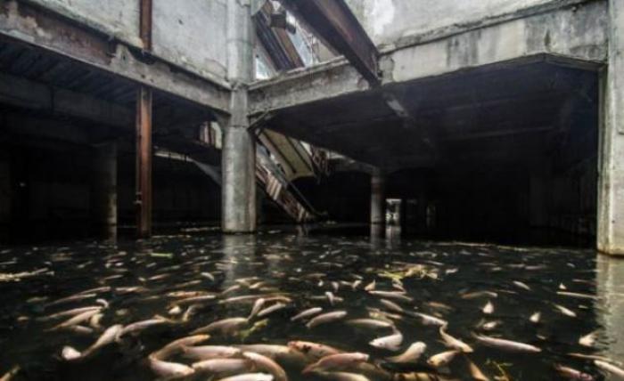 New World Mall: Fische füttern verboten