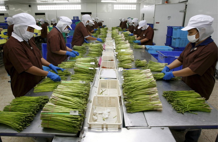 Spargel wird in einer Farm für organisches Gemüse nahe Bangkok für den Export abgepackt. Foto: epa/Barbara Walton