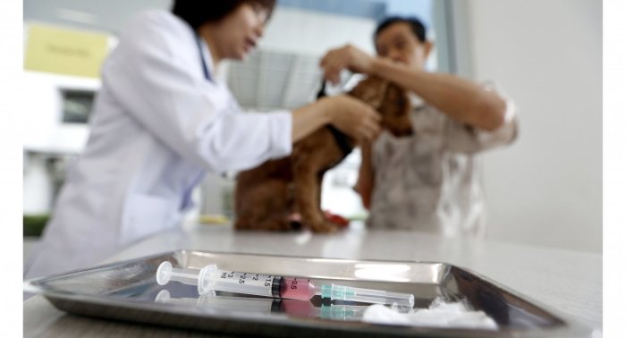 Ein Hund wird in einer Tierklinik gegen Tollwut geimpft. Foto: The Nation/Epa/efe