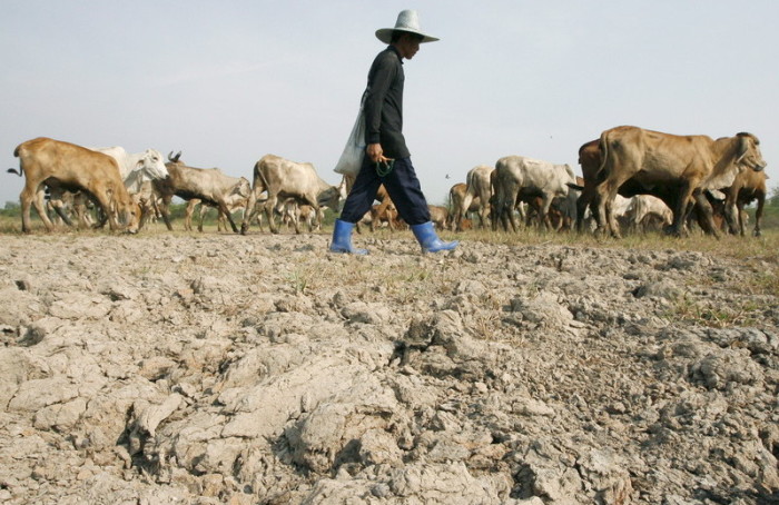 Ausgedorrt und versandet: Vor allem kleinere Farmbetriebe leiden unter der Dürre 2015. Der Reisanbau ist bis auf weiteres untersagt worden – erst soll der Monsunregen kommen. Foto: epa