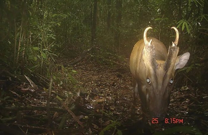 Erwischt! Ein Muntjak lief einer der im Naturschutzgebiet Khlong Saeng installierten Kameras vor die Linse. Foto: The Thaiger / brucekekule.com