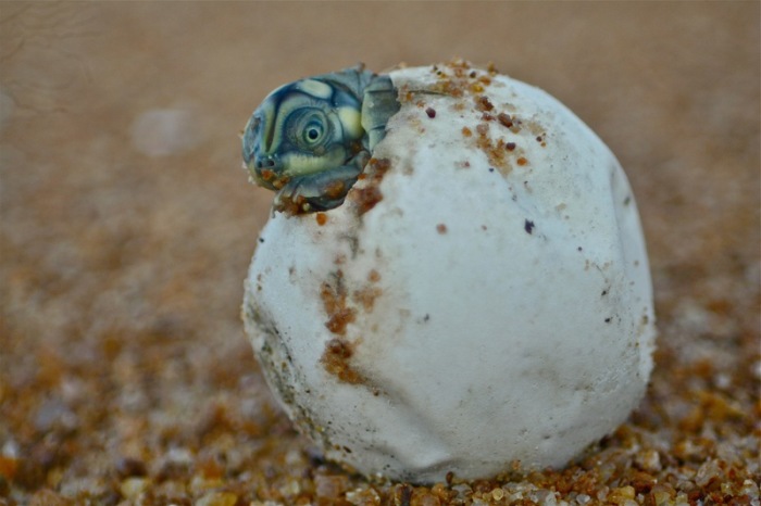 Eine Arrauschildkröte (Podocnemis expansa). Foto: Camila Ferrara/The University Of East Anglia/dpa