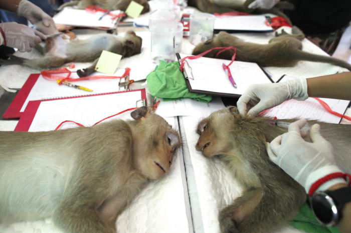 Mit der Massen-Sterilisation wollen die Behörden ihr Bevölkerungswachstum der Makaken verlangsamen. Foto: epa/Rungroj Yongrit