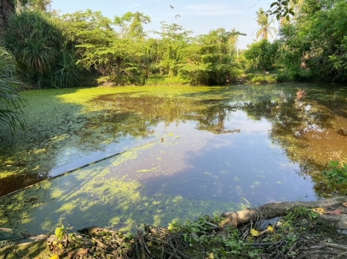 Schon halb befreit ist unser Teich von dem potenten, grünen Zeug, alles haben wir von Hand mühsam abgeschöpft. Fotos: hf