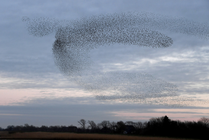 Tausende von Staren fliegen in einem Schwarm über die Wiesen am Ruttebüller See im deutsch-dänischen Grenzebiet. Foto: Carsten Rehder/Dpa