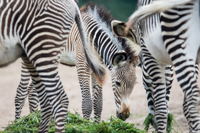 Ein Grevy's Zebrafohlen steht neben anderen Zebras. Foto: epa/Maja Hitij