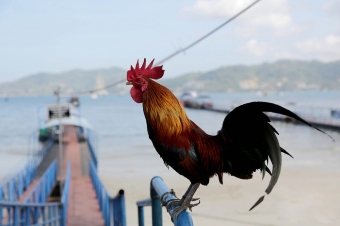 Auch wenn derzeit keine Kreuzfahrtouristen mehr die Insel besuchen, weichen die Hähne nicht von den portablen Anlegebrücken. Foto: The Nation