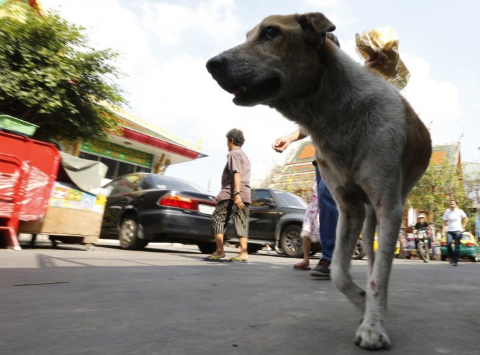 Landesweit sollen zehn Millionen Straßenhunde und -katzen gegen Tollwut geimpft werden. Foto: epa/Efe