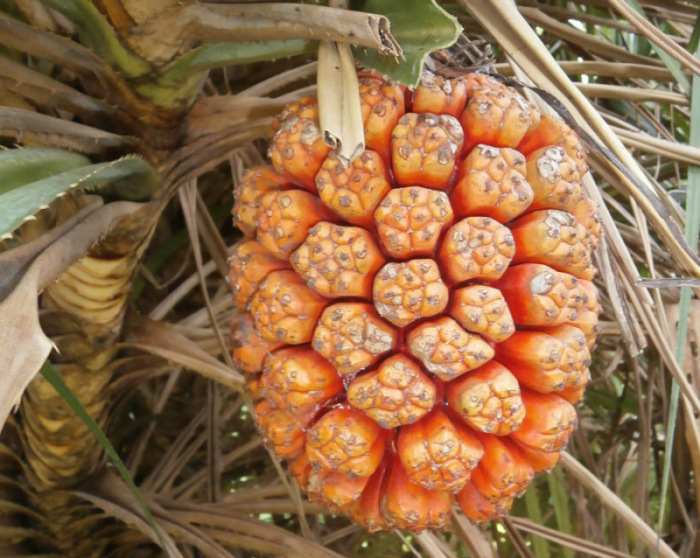 Schraubenpalmen haben große Früchte mit vielen Samen, die orange bis knallrote Farbe wirkt signalhaft.