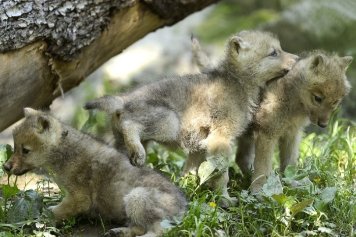 Drei zwei Monate alte arktische Wolfsbabys sind in Servion abgebildet. Foto: epa/Laurent Gillieron