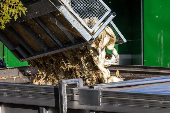 Arbeiter laden in Neuhardenberg getötete Enten in Container. Die Geflügelpest hat sich über weite Teile Deutschlands ausgebreitet. Foto: dpa/Frank Hammerschmidt