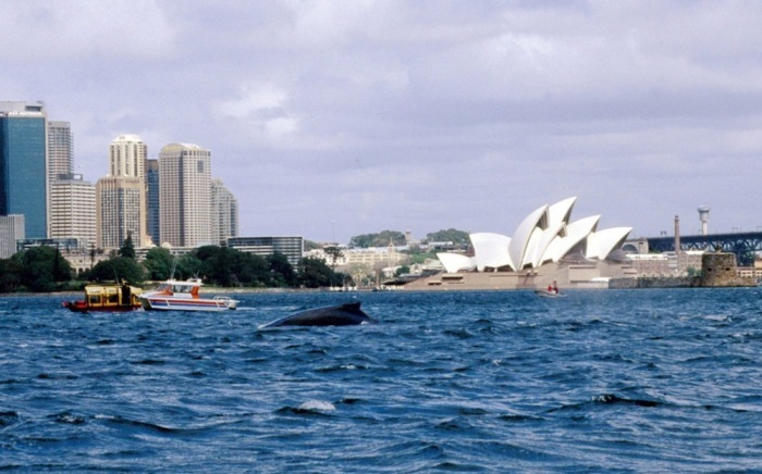 Buckelwal schwimmt im Hafen von Sydney. Foto: epa/Neil Patchett