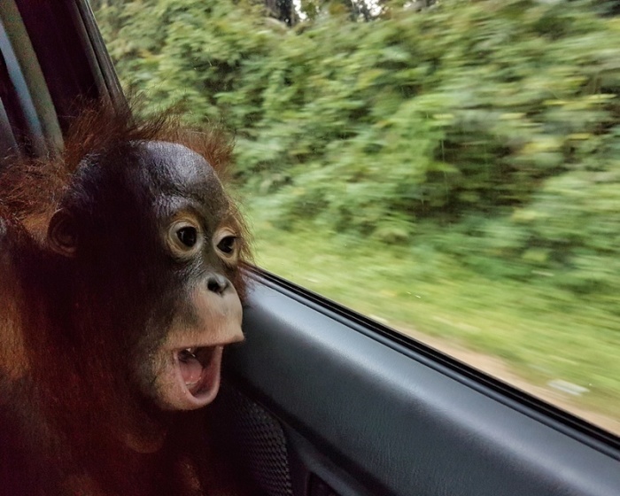 Taymur fährt zurück in den Regenwald von Borneo. Der Orang-Utan Taymur wurde als Baby illegal nach Kuwait gebracht und dort unter Drogen gesetzt. Foto: Björn Vaughn/Bpi/bos Foundation/dpa