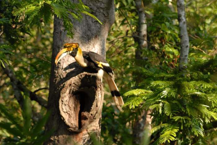 Der Helmhornvogel zählt zu den streng geschützten Vogelarten Südostasiens und ist durch Wilderei sowie den illegalen Wildtierhandel stark bedroht. Archivbild: Hornbill Research Foundation
