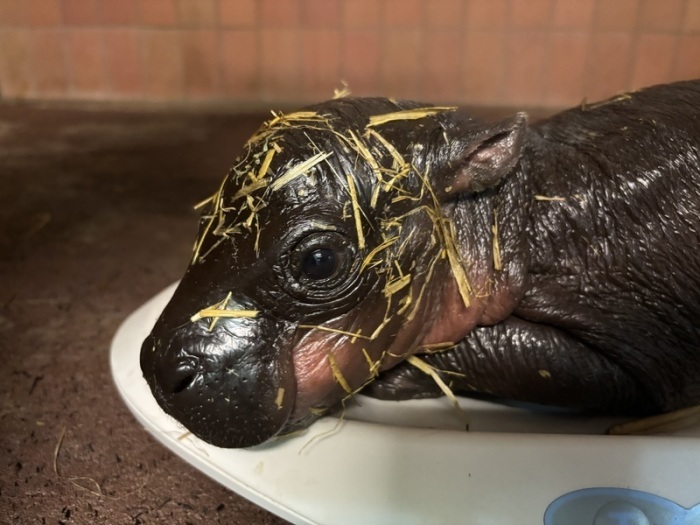 Das kleine Zwergflusspferd-Weibchen wird im Zoo Berlin gewogen. am 9. Mai brachte Zwergflusspferd-Dame Debbie ein Junges zur Welt, wie der Zoo mitteilte. Foto: Zoo Berlin/dpa