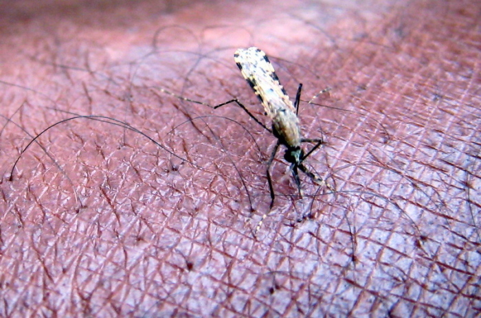 Eine Mücke der Gattung Anopheles gambiae, ein bekannter Überträger von Malaria, saugt Blut aus dem Arm eines Wissenschaftlers in Nairobi. Foto: Stephen Morrison/epa/dpa