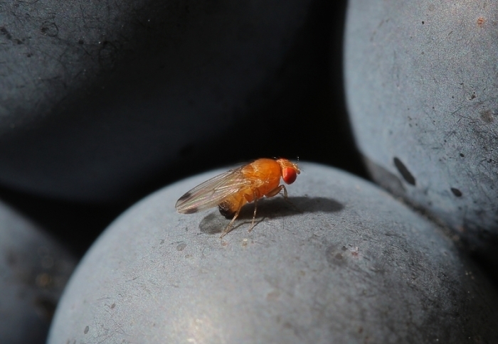 Eine Kirschessigfliege (Drosophila suzukii) sitzt im Weinberg auf einer Traube. Foto: Fredrik von Erichsen/dpa
