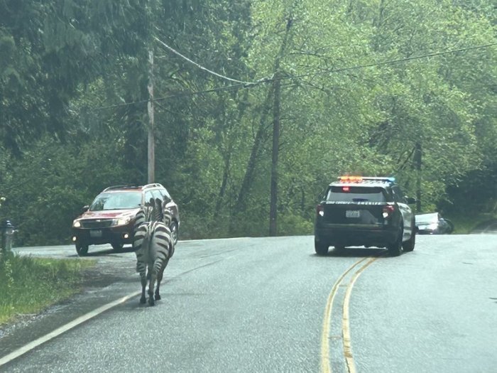 Dieses von der Washington State Patrol zur Verfügung gestellte Foto zeigt ein entkommenes Zebra. Foto: Washington State Patrol/Trooper Rick Johnson/public Information Officer / D2 / King County/x/dpa