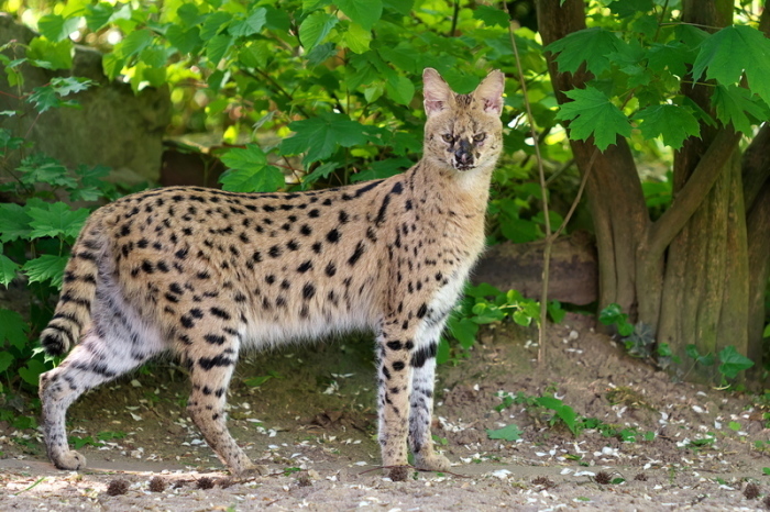 Serval Nia im Gehege des Krefelder Zoos. Die afrikanische Wildkatze ist aus dem Tierpark ausgebüxt und wird gesucht. Foto: Vera Gorissen/Stadt Krefeld/dpa
