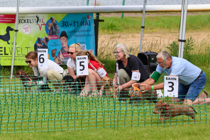 Start eines Vorlaufs bei der 2. Deutschen Meisterschaft im Dackelrennen. Insgesamt treten am Wochenende 258 Dackel beim Dackelrennen gegeneinander an. Foto: Peter Gercke/dpa