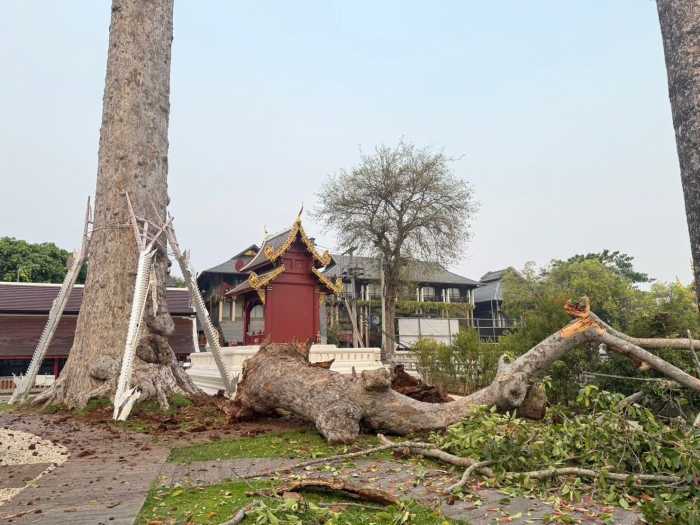 Ein großer Ast des historischen Yang-Na-Baums liegt nach dem Abbruch am Boden, im Hintergrund sind beschädigte Masten und Leitungen im Tempelgelände zu sehen. Fotos: Wat Chedi Luang