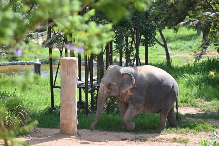 Die Elefantenschutzgebiete Thailands stehen im Spannungsfeld zwischen Tierschutz und den Herausforderungen des Tourismus. Foto: Amazing Thailand Health And Wellness (tat)