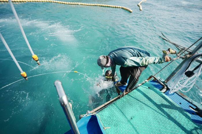 Ein Mitarbeiter begleitet einen Teilnehmer beim Einstieg ins Wasser und überprüft dabei die sichere Durchführung der Sea-Walker-Aktivität. Bild: PR Pattaya