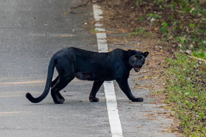 Die Aufnahme eines weiblichen Tieres liefert Hinweise auf mögliche Fortpflanzung im Schutzgebiet. Bild: Polawat Thaipinnnarong/Department of National Parks, Wildlife and Plant Conservation (DNP)