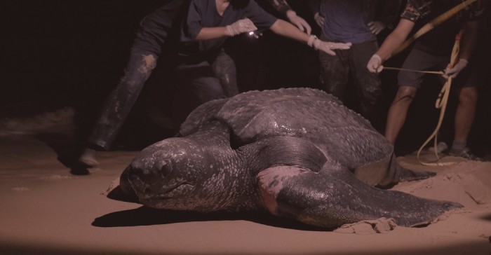 Eine Lederschildkröte legt nachts am Strand des Nationalparks in Phang Nga Eier ab, während Einsatzkräfte den Bereich sichern. Bild: Department of National Parks, Wildlife and Plant Conservation (DNP)