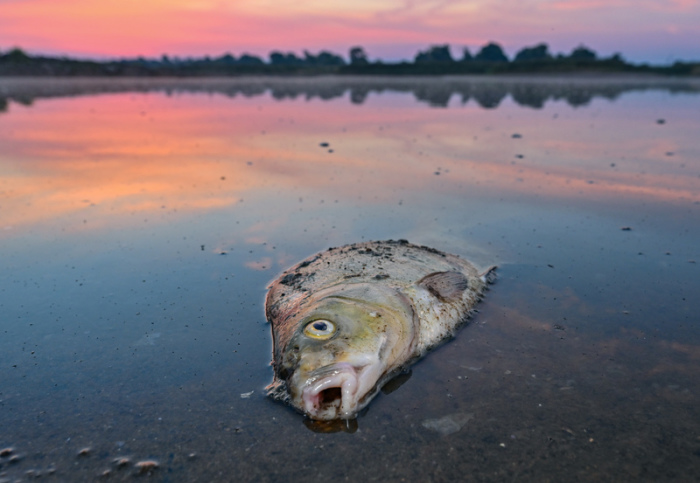 Ein toter Blei liegt am frühen Morgen im flachen Wasser vom deutsch-polnischen Grenzfluss Oder. Fische in der Oder zählen für die Umweltstiftung WWF zu den großen Verlierern des Jahres im Tierreich. Foto: Patrick Pleul/dpa