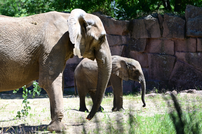 Zwei Elefanten stehen im Gehege im Tierpark Berlin. Elefanten, die im Rahmen eines Umbaus des Dickhäuterhauses 2020 nach Leipzig umgesiedelt wurden, kehren in den Berliner Tierpark zurück. Foto: Markus Lenhardt/dpa
