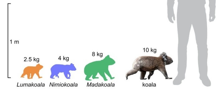 Größen-Schätzungen für Koalaarten aus Pwerte Marnte Marnte werden in einer undatierten grafischen Darstellung gezeigt. Foto: Arthur Crichton/Flinders University/dpa