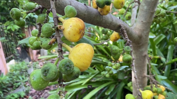 Zahllose kleine gelbe Feigen produziert der lokale Thai-Feigenbaum, ein Fruchtbarkeitssymbol. Fotos: hf