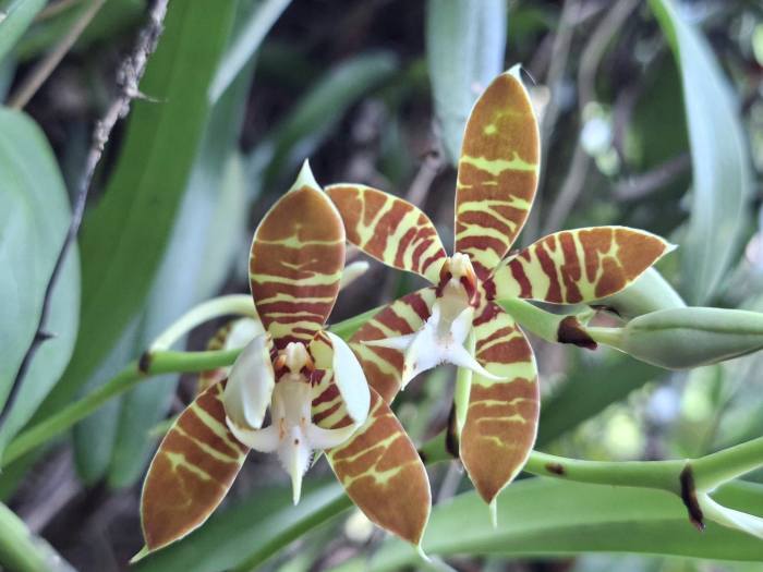 Die seltene Wildorchidee zeigt sich während der aktuellen Blütezeit in voller Ausprägung. Bild: Department of National Parks, Wildlife and Plant Conservation (DNP)