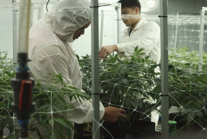 Die Regierung setzt bei Cannabisexporten künftig auf ein vollständig digitales Genehmigungsverfahren. Foto: epa/Narong Sangnak