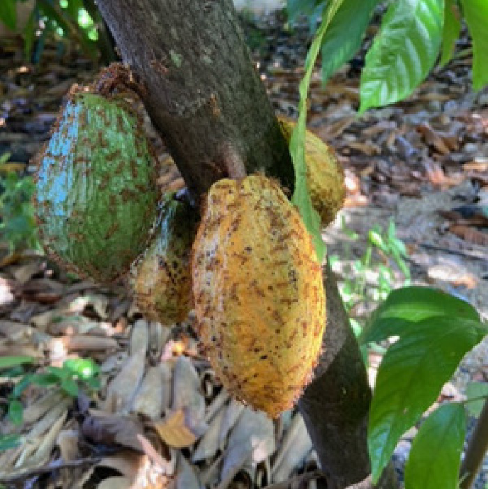 Die Kakaofrüchte sind mit Roten Ameisen übersät, die wissen eben auch, was gut zum Essen ist. Fotos: hf