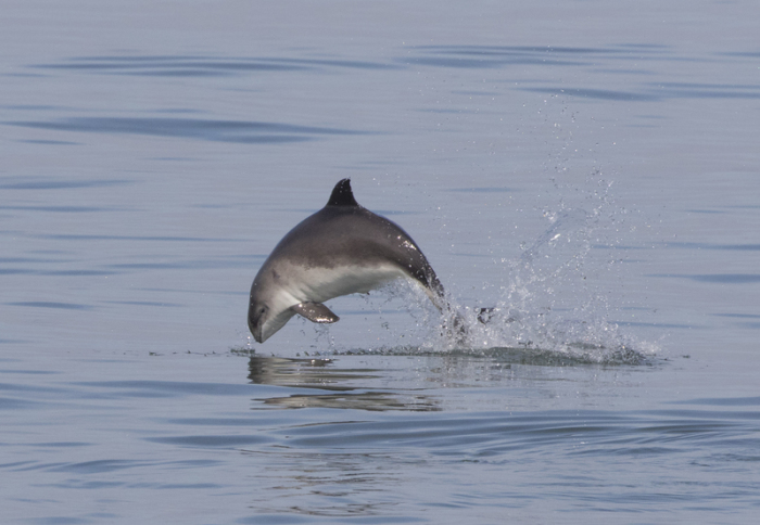 Undatiertes Handout zeigt einen aus dem Wasser springenden Schweinswal. Der Ostsee-Schweinswal bekommt besseren Schutz. Foto: Chrys Mellor/Whale And Dolphin Conservation Via Whales.org/dpa